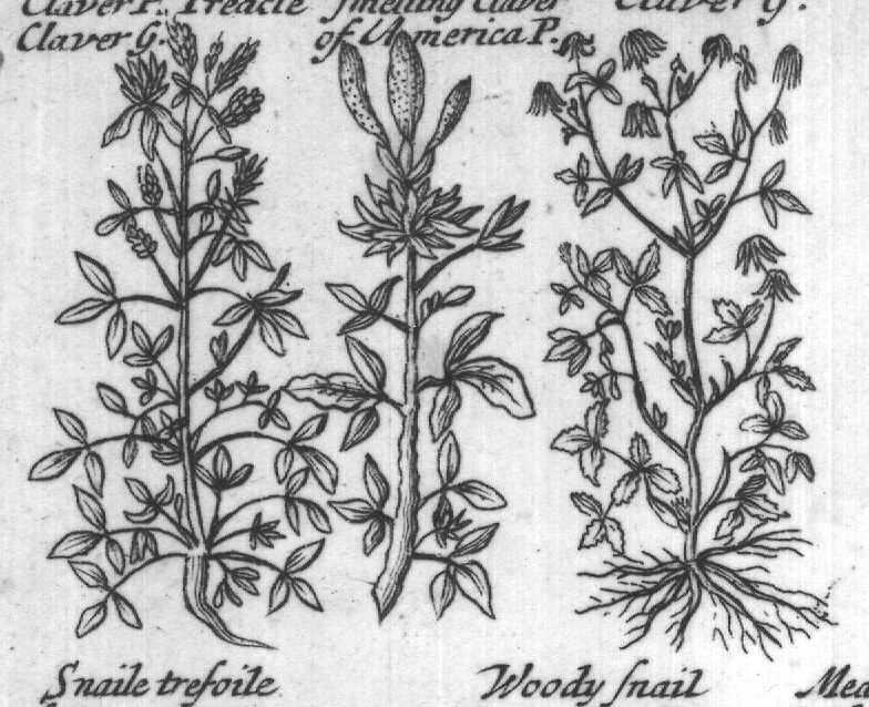 Engraved plant figure: Strong Smelling Strong