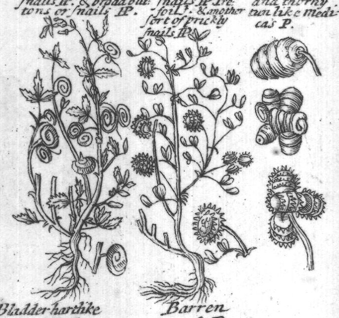 Engraved plant figure: Strong Smelling Strong