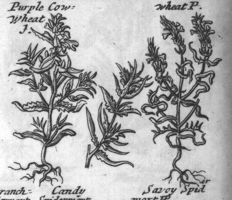 Engraved plant figure: Another