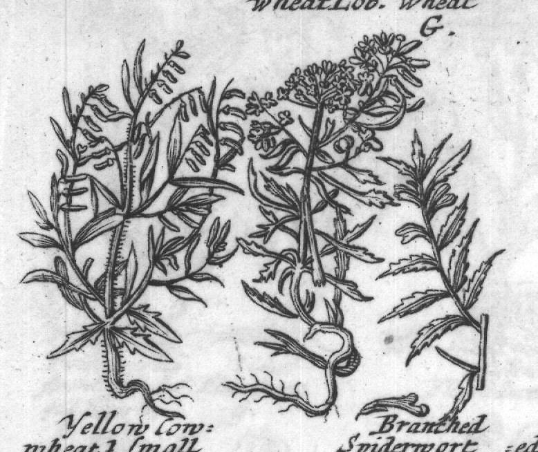 Engraved plant figure: Another