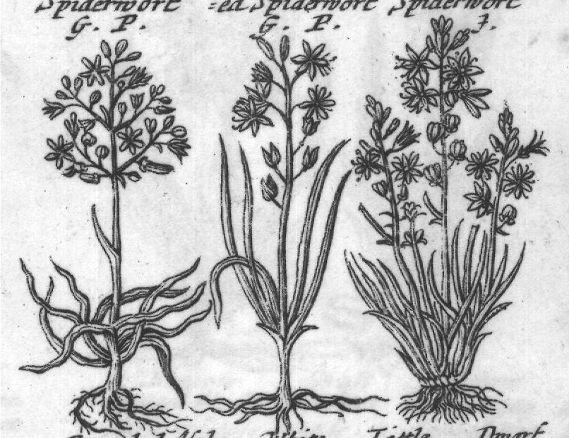 Engraved plant figure: Another