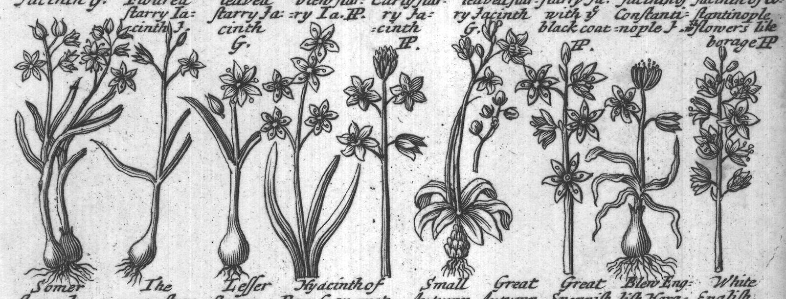 Engraved plant figure: Broad leaved