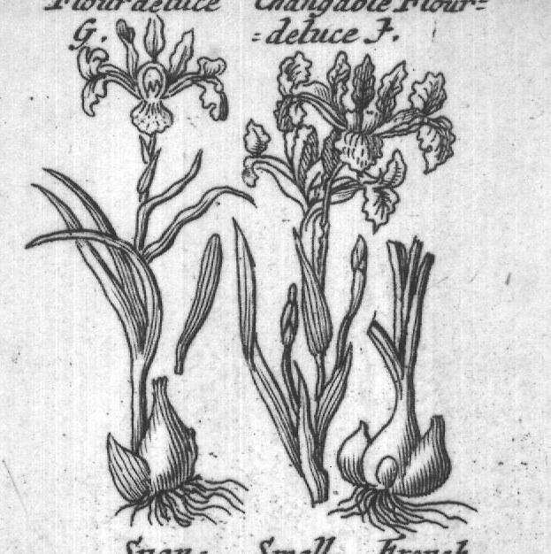 Engraved plant figure: Broad leaved