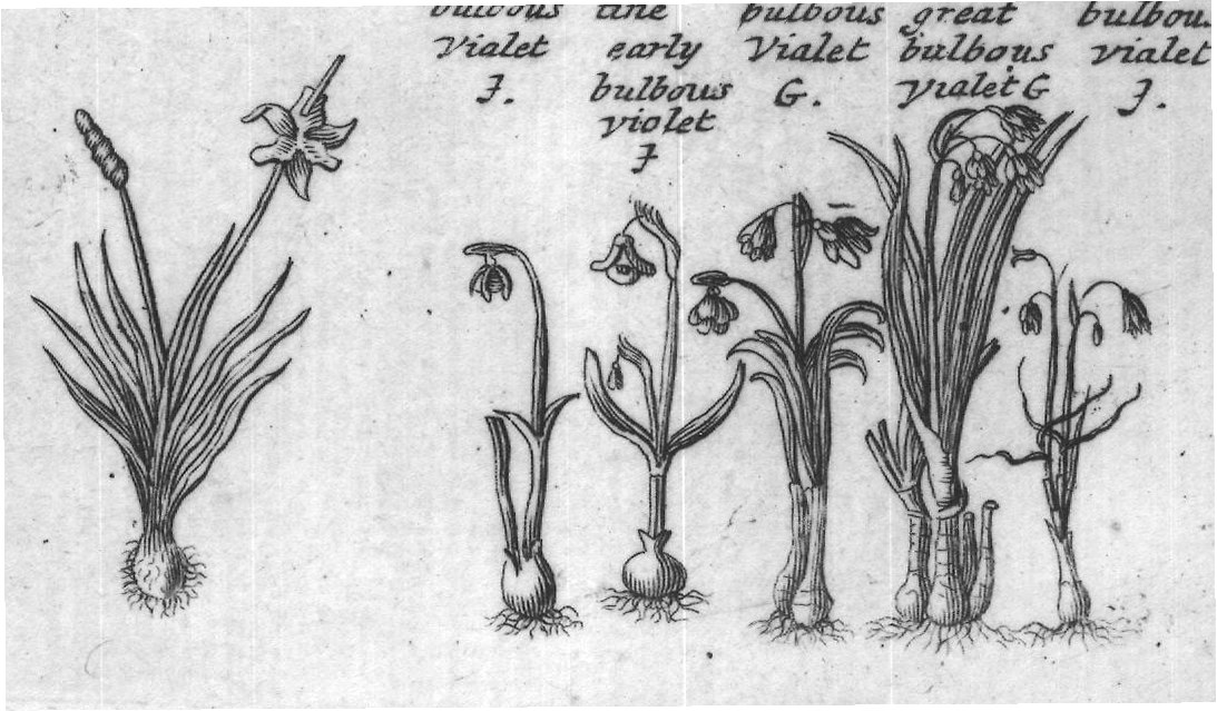 Engraved plant figure: Jacinths