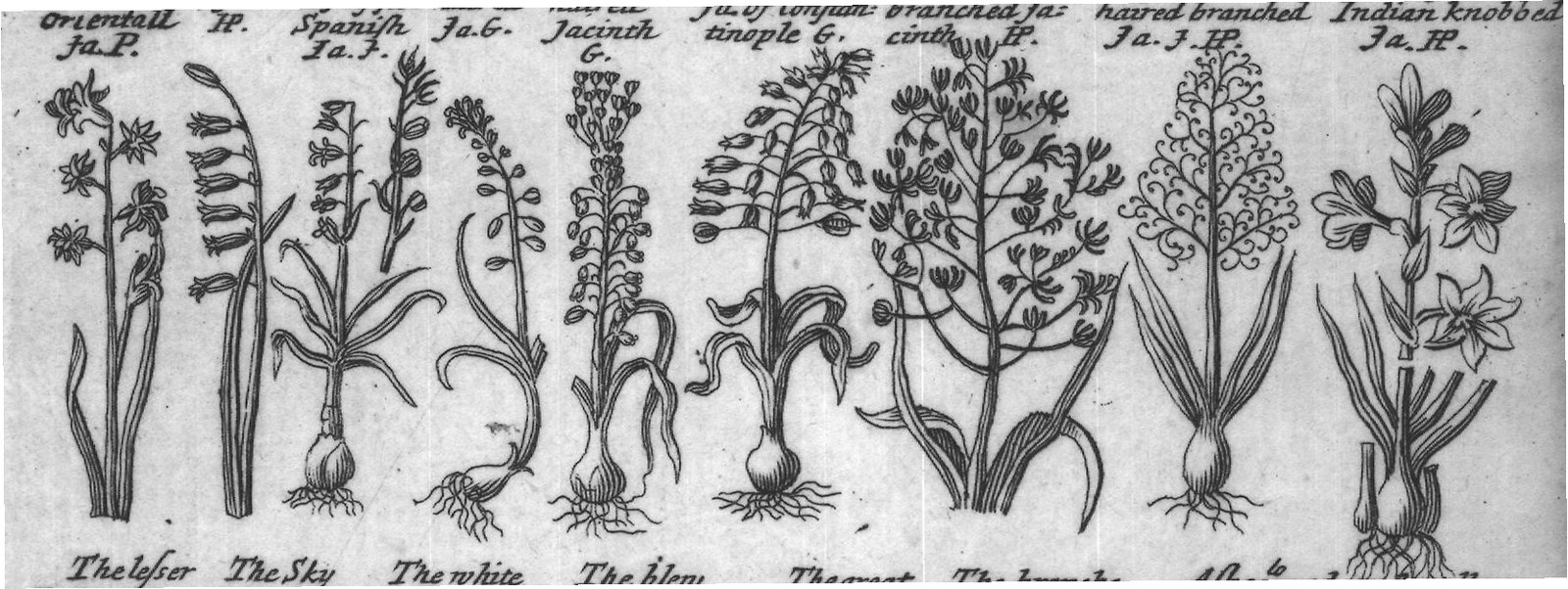 Engraved plant figure: Jacinths