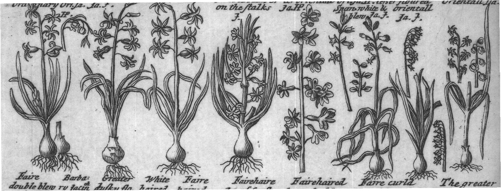 Engraved plant figure: Jacinths