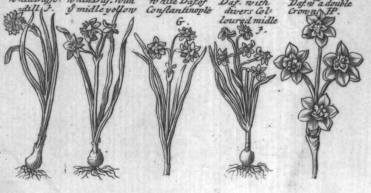Engraved plant figure: White