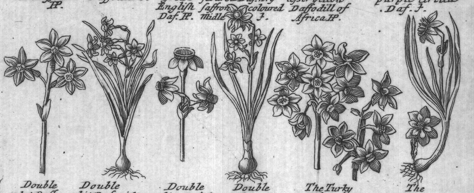 Engraved plant figure: White