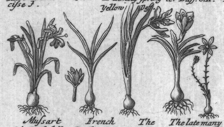 Engraved plant figure: White