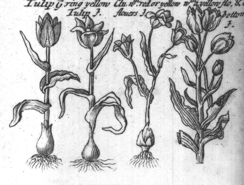Engraved plant figure: Tule