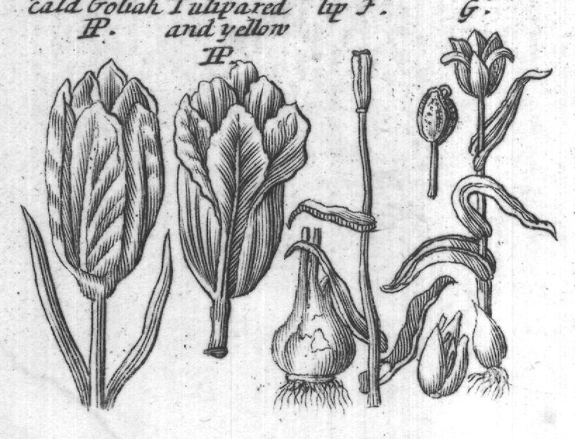 Engraved plant figure: Tule