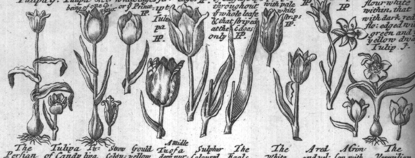 Engraved plant figure: Tule