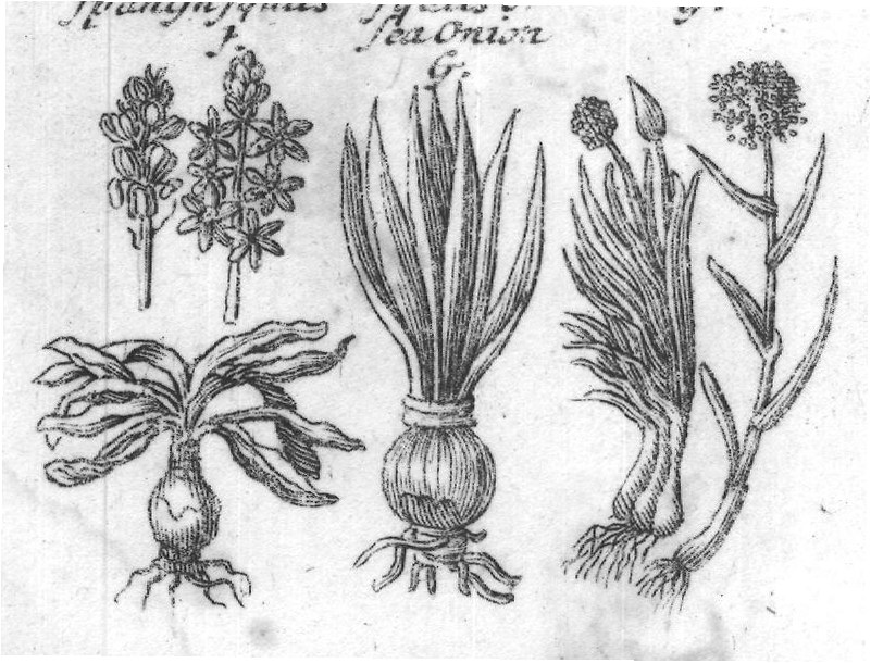 Engraved plant figure: Small