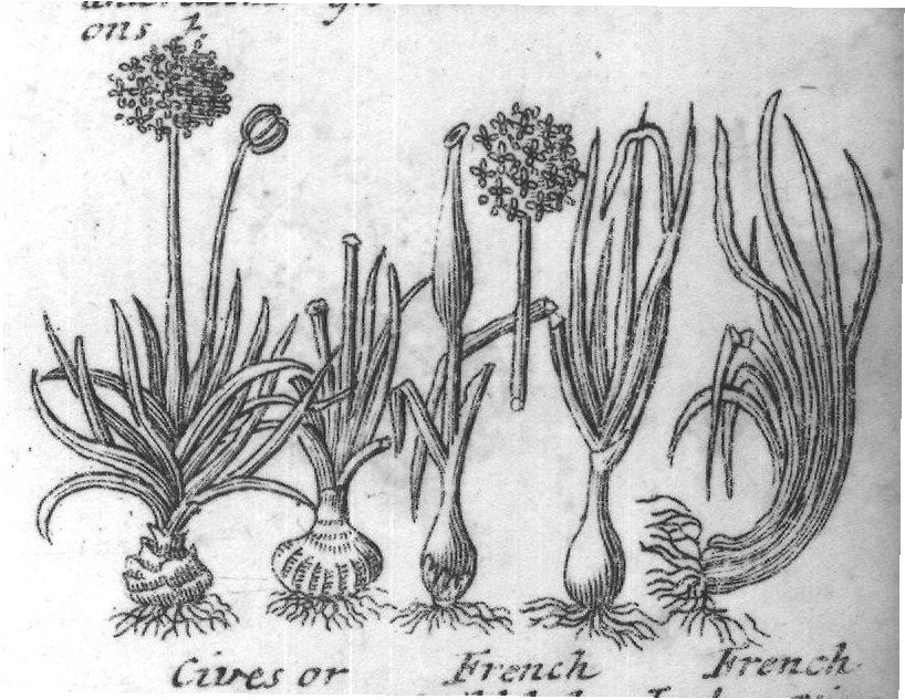 Engraved plant figure: Small