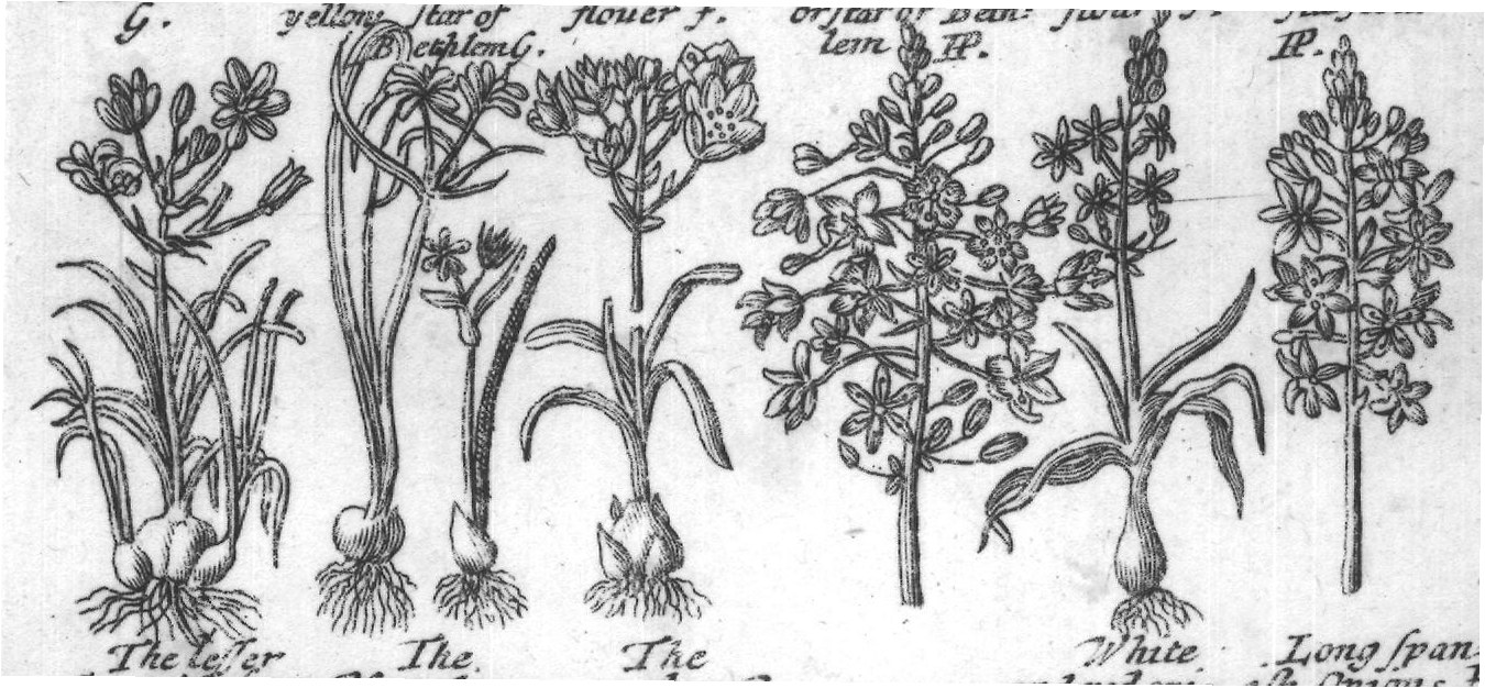 Engraved plant figure: Small
