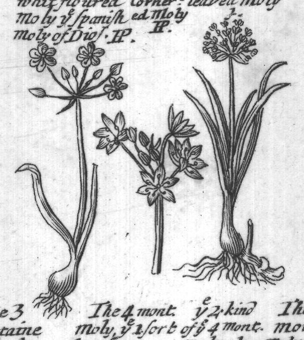 Engraved plant figure: Garlick