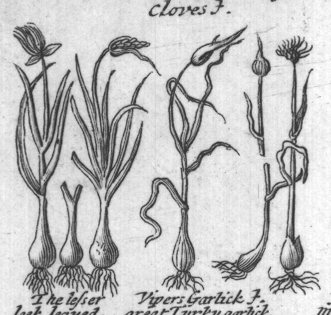 Engraved plant figure: Garlick