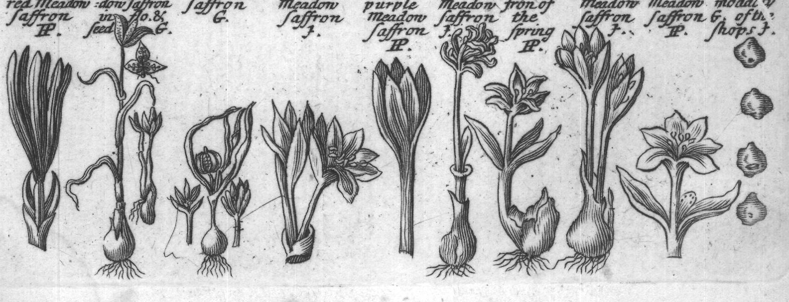 Engraved plant figure: Small