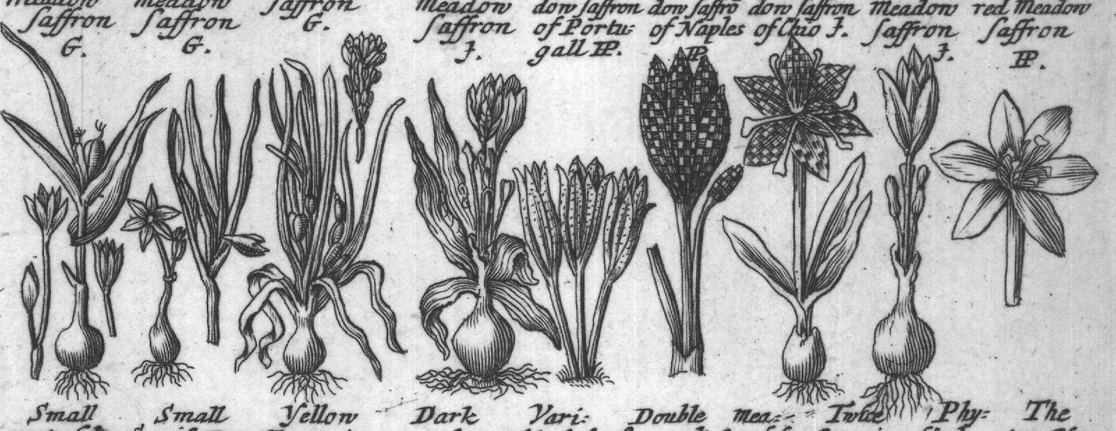 Engraved plant figure: Small