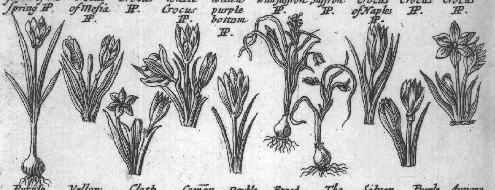 Engraved plant figure: Small