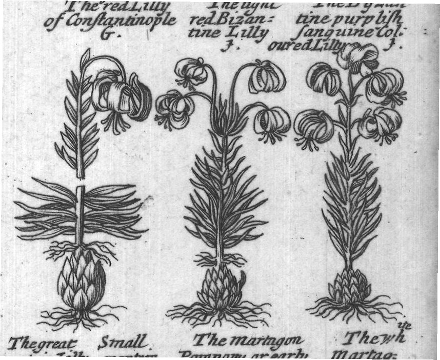 Engraved plant figure: Lilly G