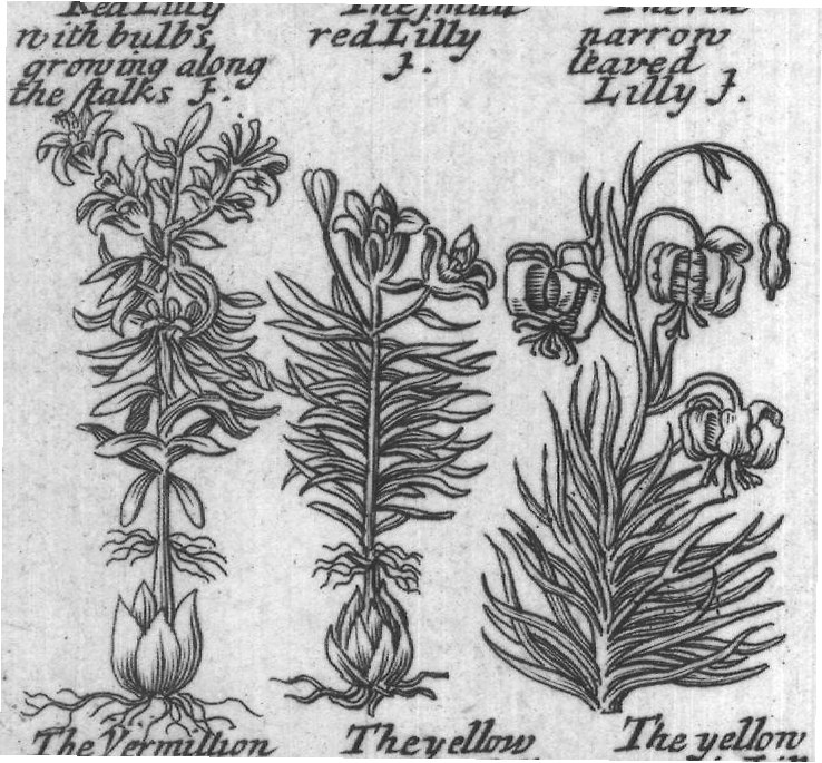 Engraved plant figure: Lilly G