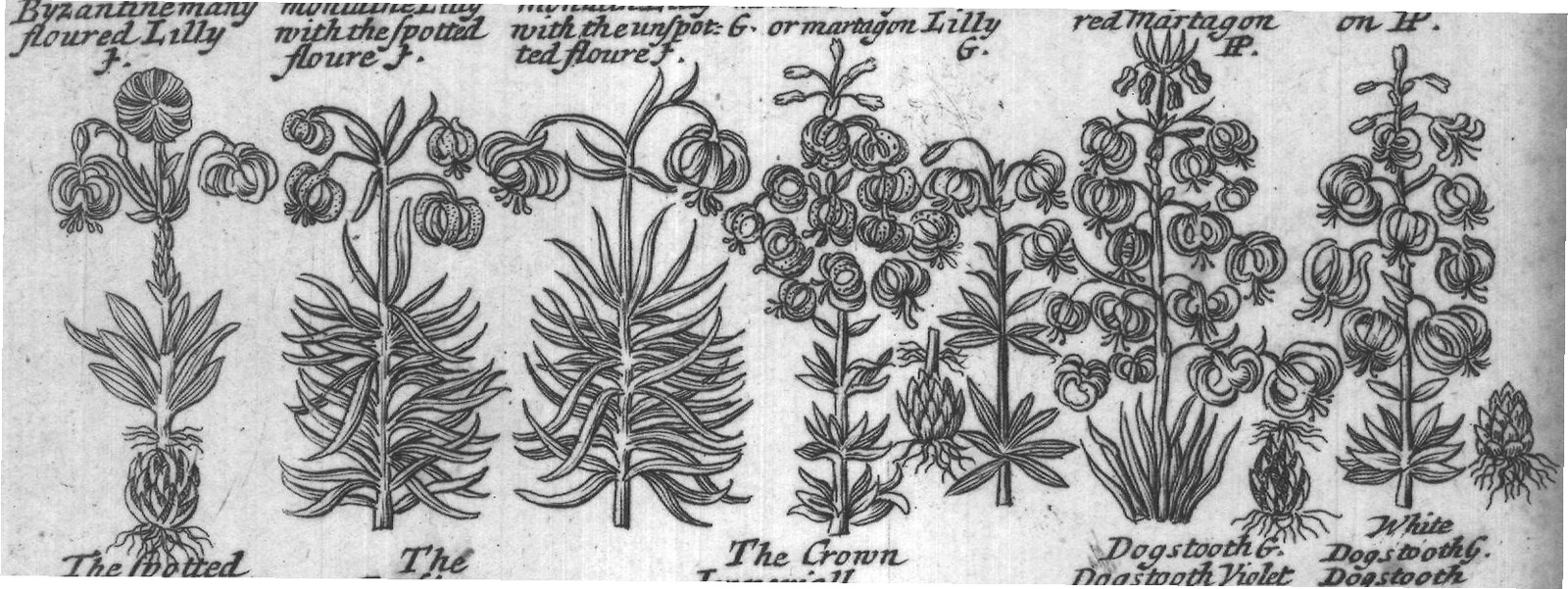 Engraved plant figure: Lilly G