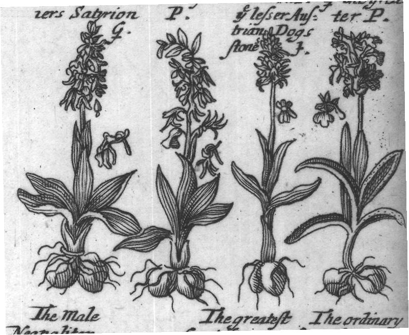 Engraved plant figure: Great