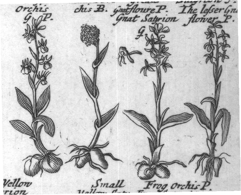 Engraved plant figure: Great