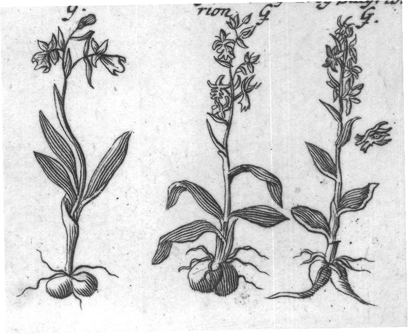 Engraved plant figure: Great