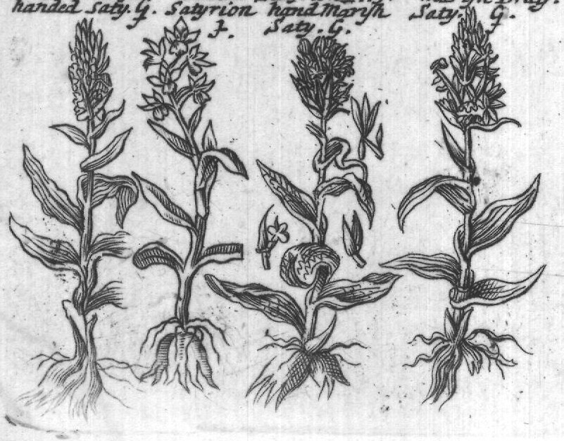 Engraved plant figure: White