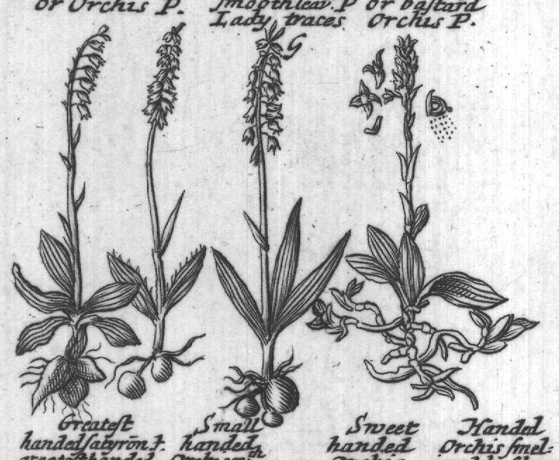 Engraved plant figure: White