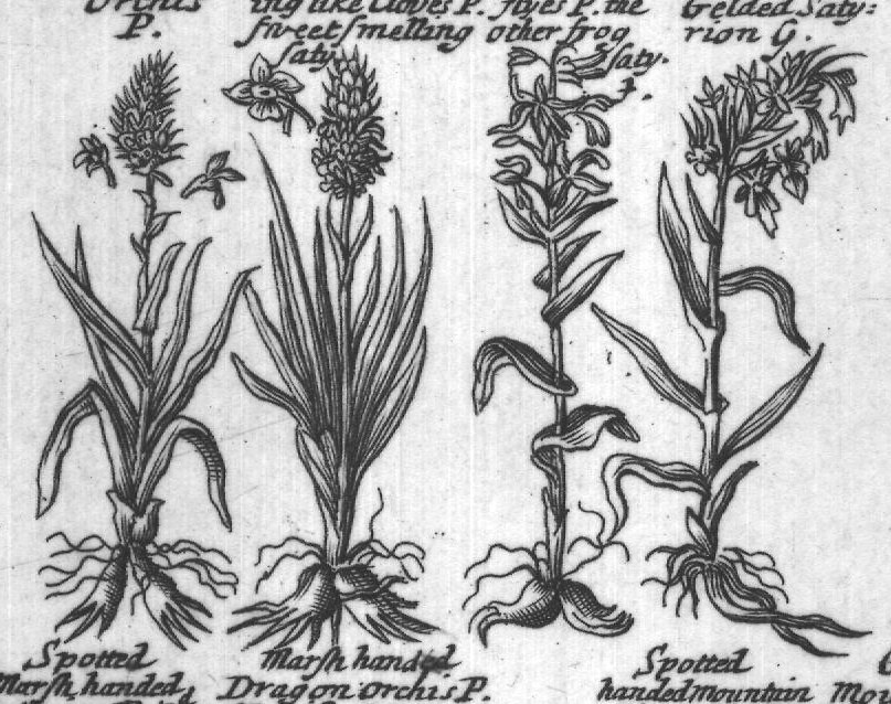 Engraved plant figure: White