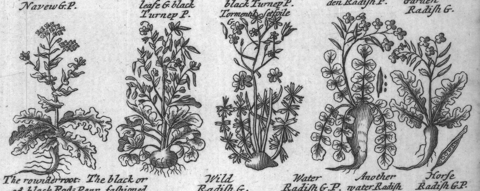 Engraved plant figure: Great Small Longish