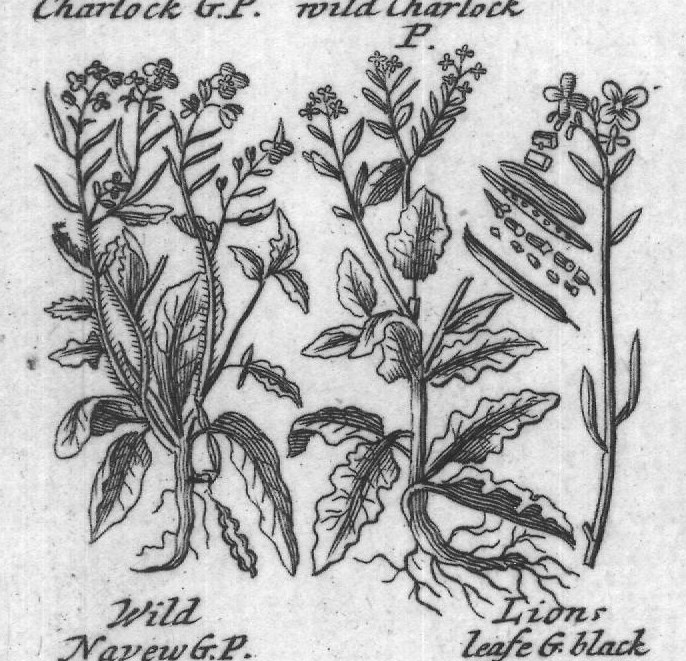 Engraved plant figure: Great Small Longish