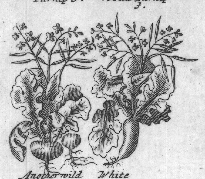 Engraved plant figure: Great Small Longish