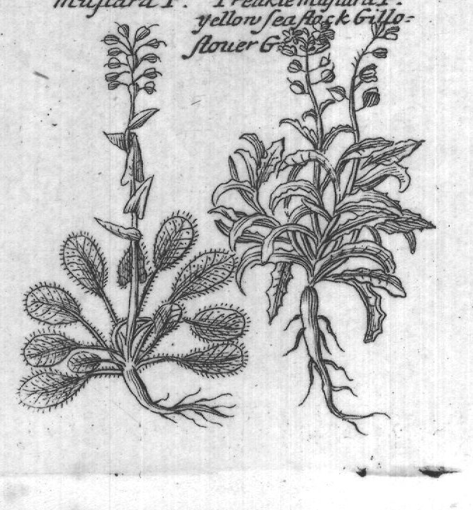Engraved plant figure: Dittander Small Dittande French