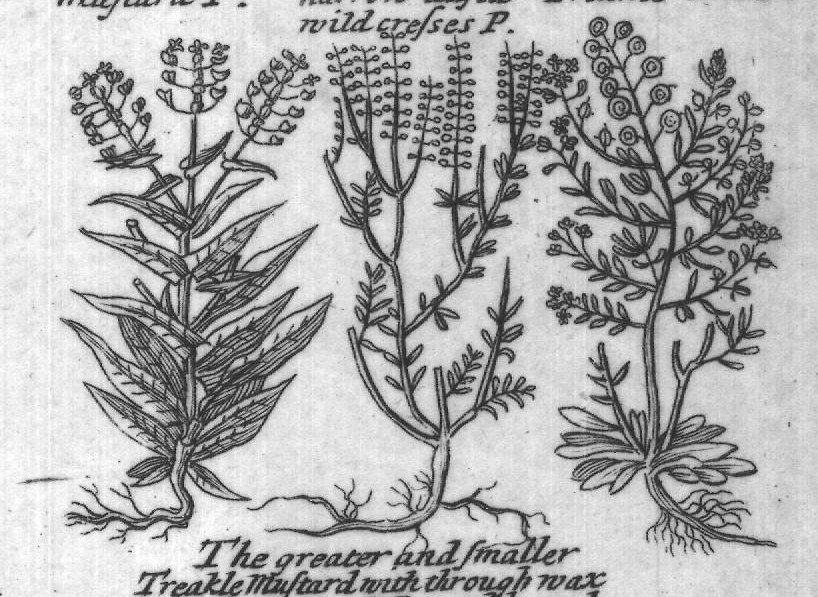 Engraved plant figure: Dittander Small Dittande French