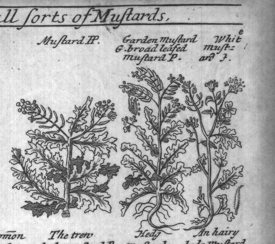 Engraved plant figure: Dittander Small Dittande French