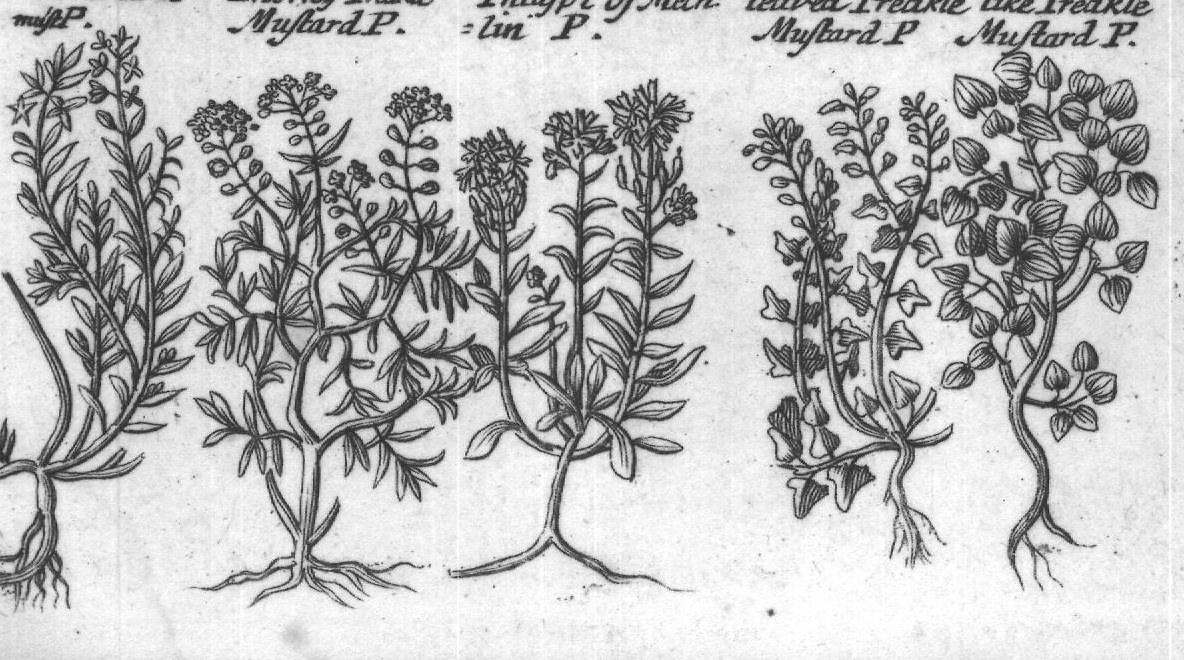 Engraved plant figure: Great