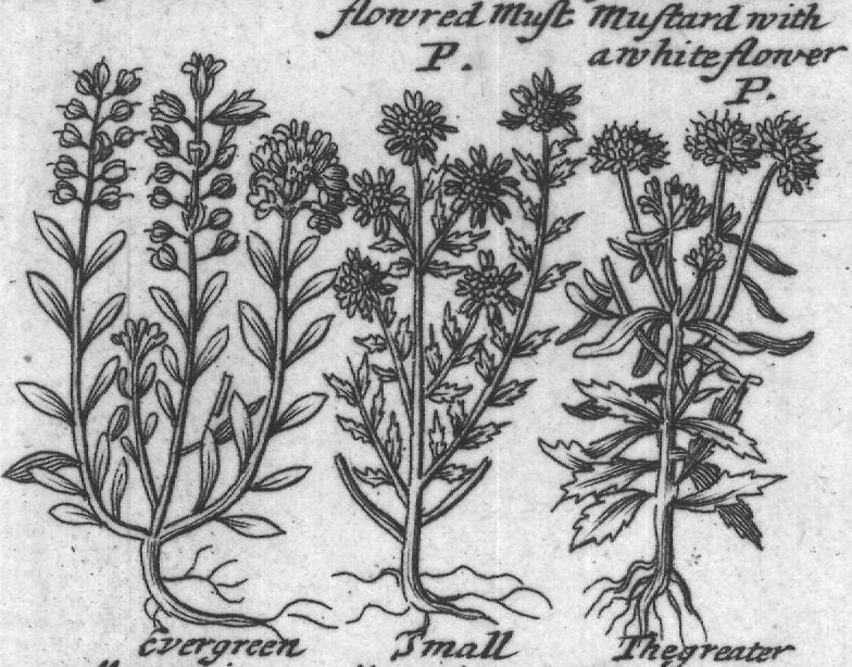 Engraved plant figure: Great