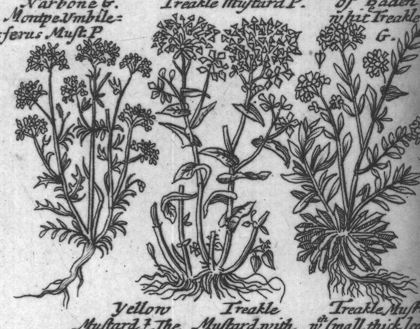 Engraved plant figure: Great