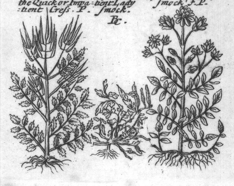Engraved plant figure: Comon winter