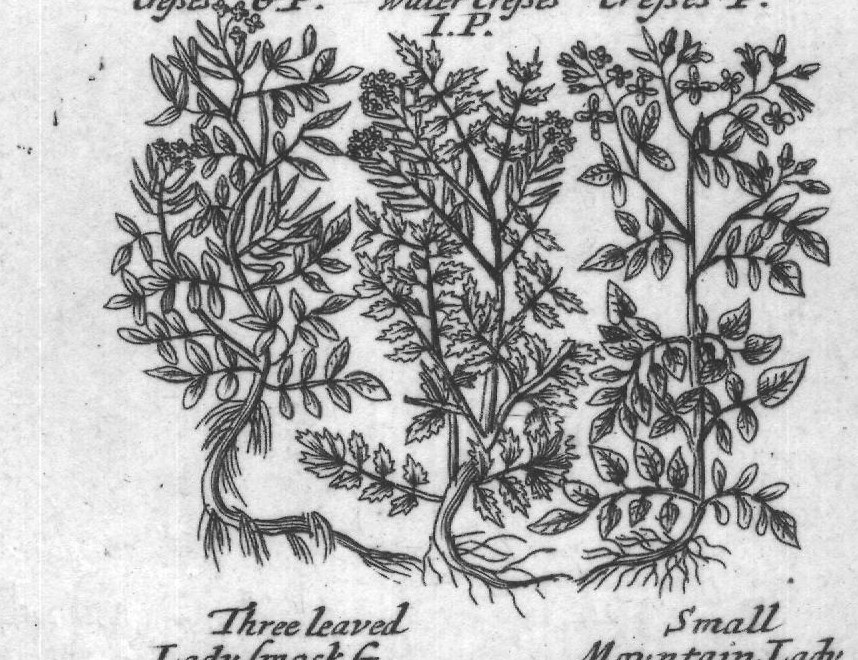 Engraved plant figure: Comon winter