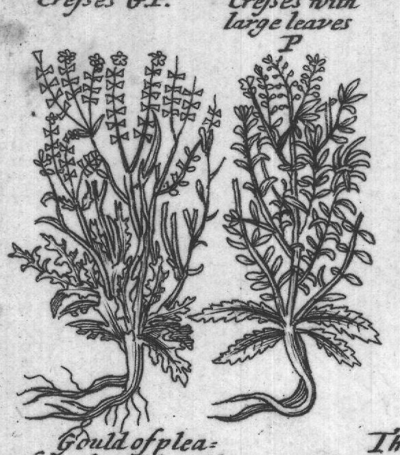 Engraved plant figure: Seiatica