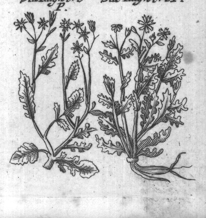 Engraved plant figure: Seiatica