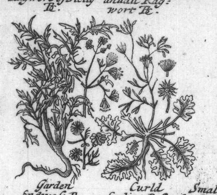Engraved plant figure: Groundfel G