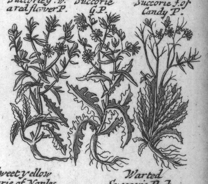 Engraved plant figure: Groundfel G