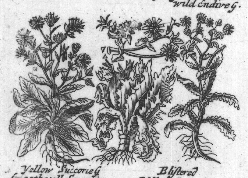 Engraved plant figure: Groundfel G