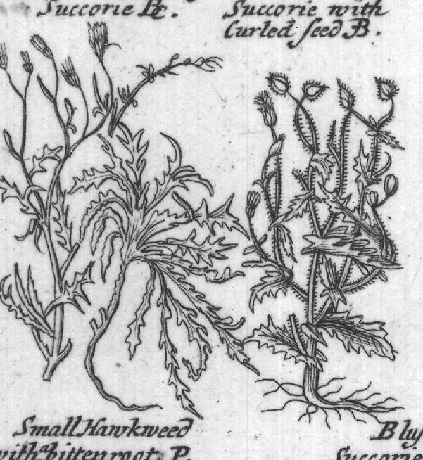 Engraved plant figure: Rushy Gum Suc